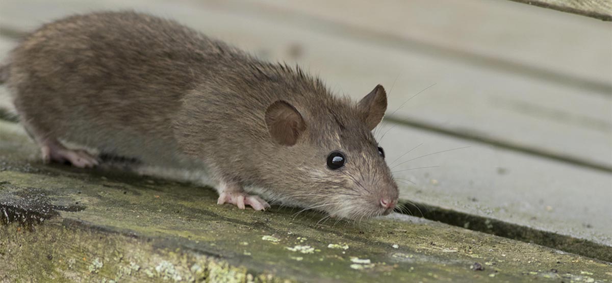 Brown rat on a deck board